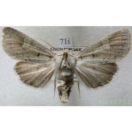 Ammoconia caecimacula (Denis & Schiffermüller, 1775) Czech71i